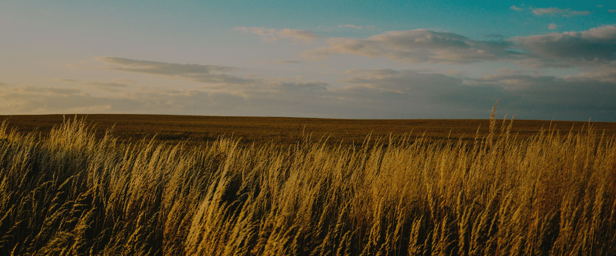 Suplementación de vacas lecheras y su efecto sobre el ambiente y digestión ruminal