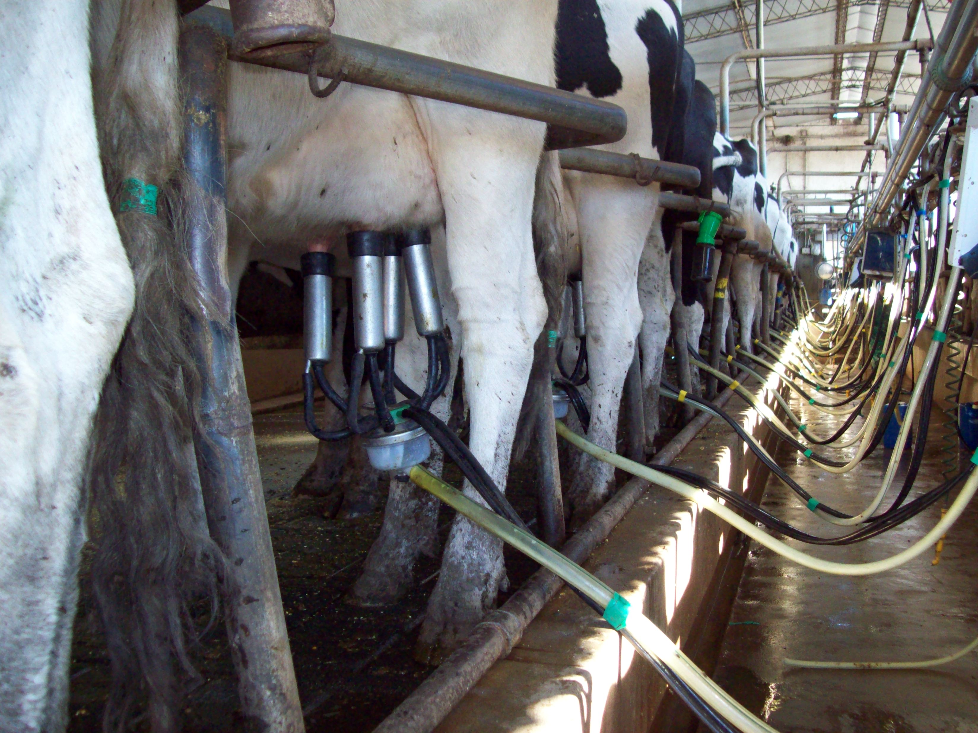 Análisis de Leche de Tanque