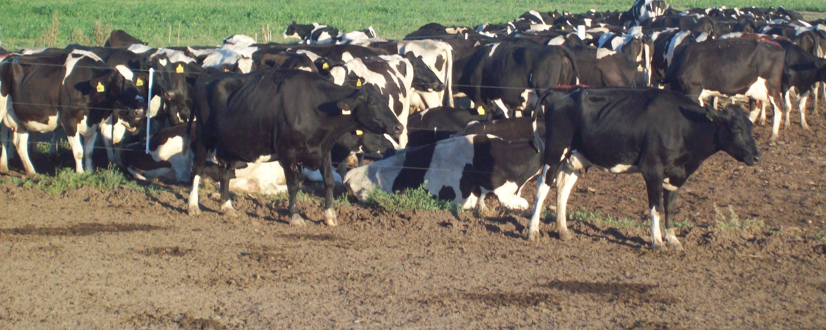 Las Mastitis Fuera de la Sala de Ordeñe