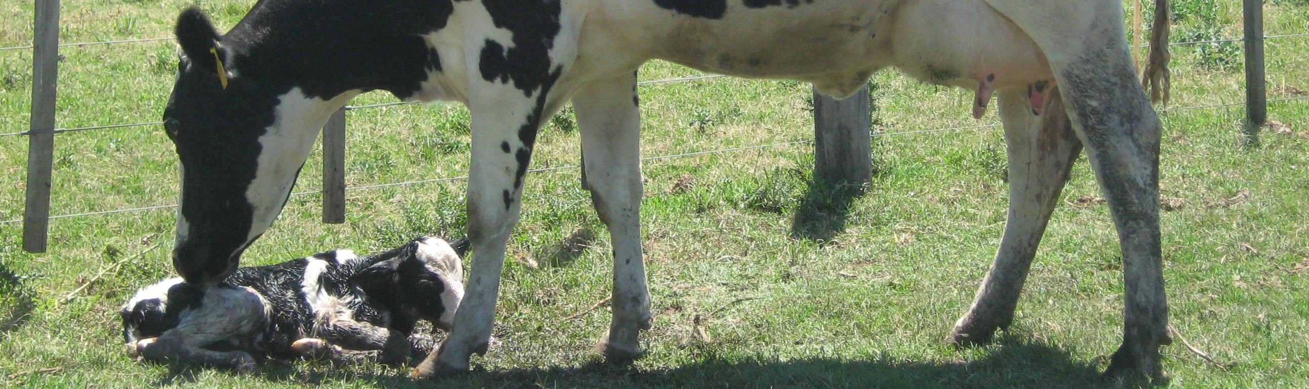 Control de Mastitis en Vacas Frescas